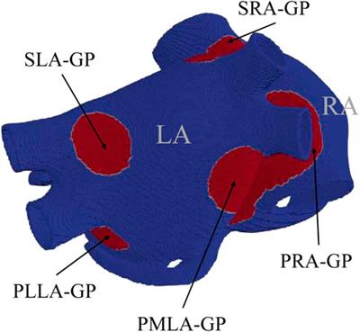 The frequency of atrial fibrillatory waves is modulated by the spatiotemporal pattern of acetylcholine release: a 3D computational study